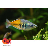 Rainbow Boesemani Size 3” (All Male)